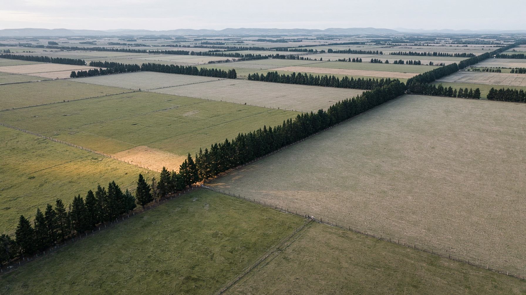 Flat farmed plains from the air, a long shelterbelt running diagonally between fenced paddocks, low hills far off under a pale sky